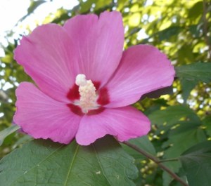 pink hibiscus flower