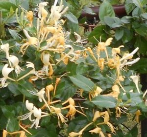 Honeysuckle on the fence