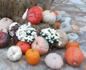 Colorful pumpkins and mums--fall's here!