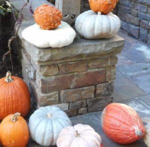 Gathering of pumpkins