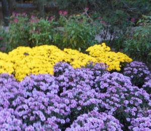 Fall mums