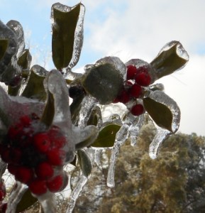 Ice on holly leaves and berries