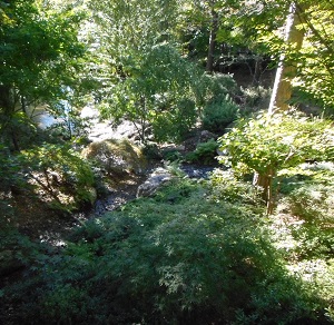 Stream Scene from trip to AR, taken by Linda Rex