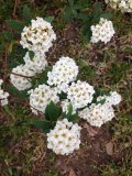 White Spirea