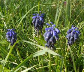 grape hyacinth
